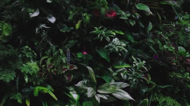 Tropical forest, bushes with flowers, orchid — Stock Video