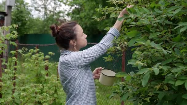 Samice zahradnice sbírá bobule v hrnku — Stock video