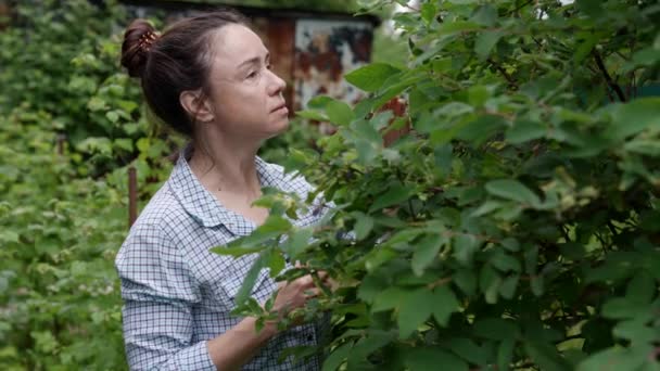 Ενήλικη γυναίκα κηπουρός συλλέγει μούρα — Αρχείο Βίντεο