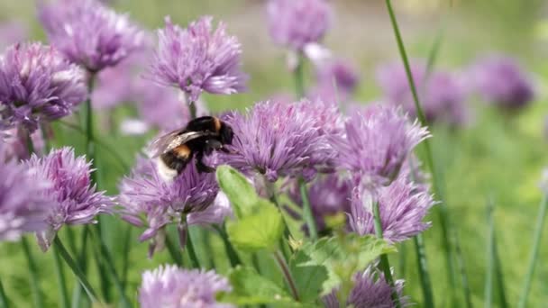 Ett bi på en liten lila blomma i slow motion. Pollinering av vilda humlor. Insekter i naturen. — Stockvideo