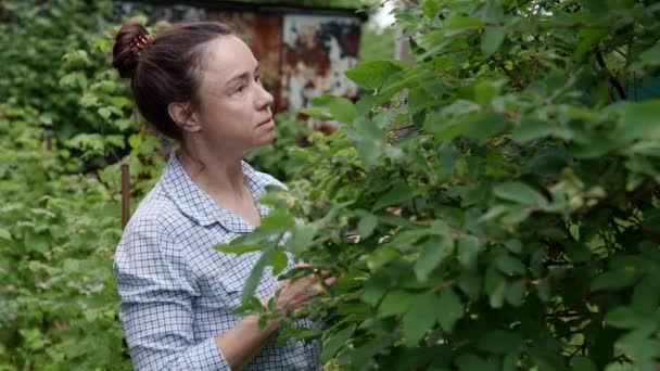 Dospělá zahradnice bude sklízet bobule ve své zahradě — Stock video