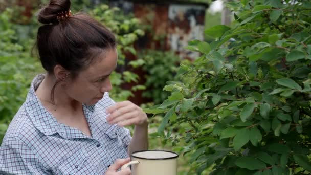 Žena středního věku zahradnice sklízí bobule z keře v sezóně — Stock video