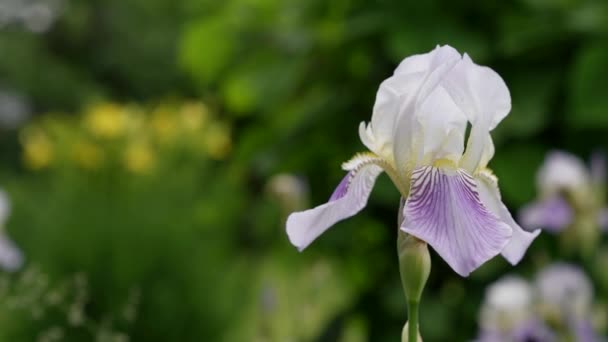 Närbild av en vit rhododendron blomma försiktigt svajande i sommarvinden. Vacker grön bokeh bakgrund — Stockvideo