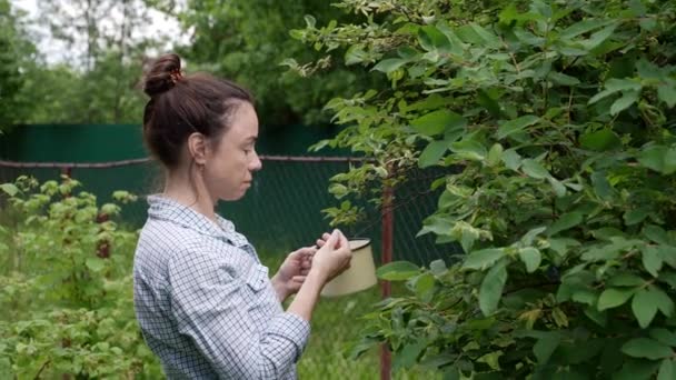 Μια κηπουρός με καρό πουκάμισο μαζεύει μούρα στον κήπο. — Αρχείο Βίντεο