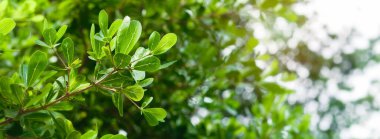 Doğal yeşil yapraklar çiçek arkaplanı, güzel ekoloji botanik, geniş format fotokopi alanı.  