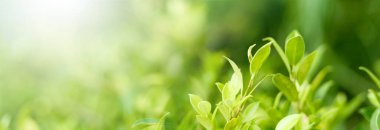 Doğal yeşil yapraklar çiçek arkaplanı, güzel ekoloji botanik, geniş format fotokopi alanı. 