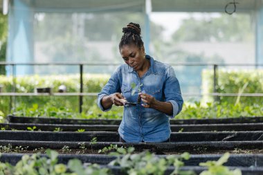 Odaklanmış Afrikalı kadın çiftçi küçük bir kürekle genç bir tohumu yetiştirilmiş bahçe yatağına naklediyor. Organik tarım, sürdürülebilir tarım ve ekolojik bilinçli gıda üretimi kavramı.