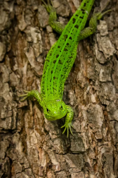 Smaragdgrüne Eidechse auf einem Baum — Stockfoto