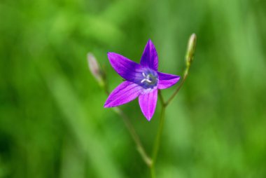 Menekşe bellflower yeşil çayır backgroung üzerinde