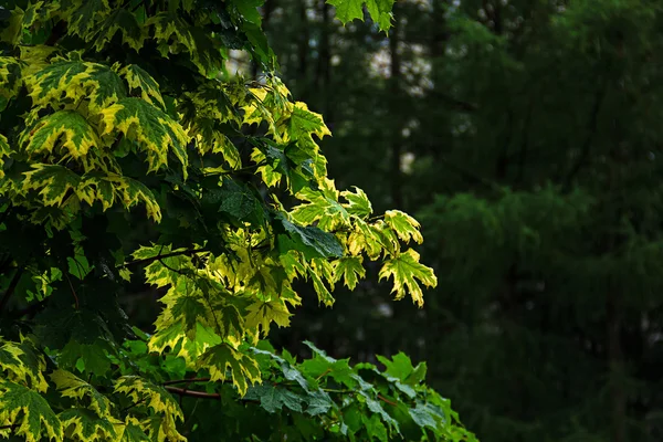 Érable aux feuilles différentes — Photo