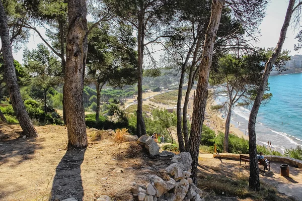 çam ağacı