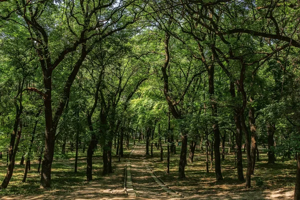 park alanı