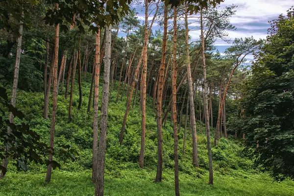 Pine grove