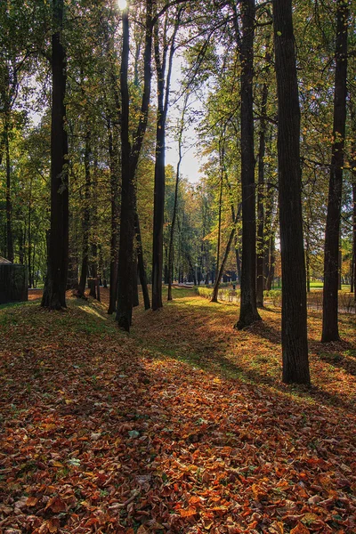 Babie lato 9 — Zdjęcie stockowe