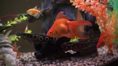 Akvaryumda su basmış bir gemide akvaryum balığı yüzüyor.