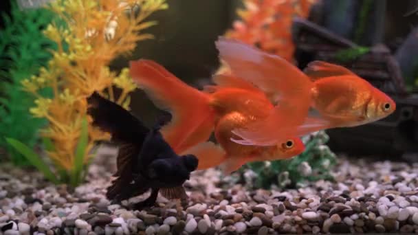 Pesci rossi nuotare nell'acquario nave allagata posteriore — Video Stock