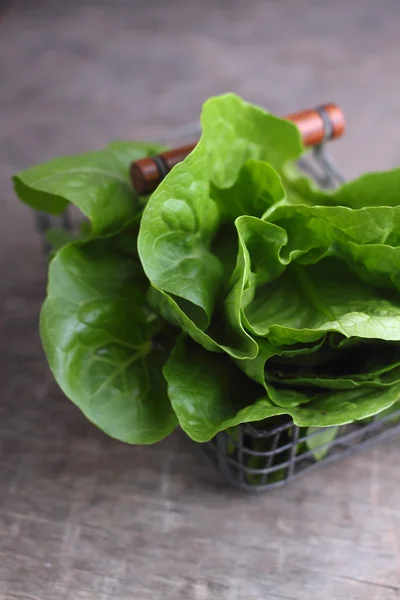 Salata verde Romaine — Fotografie, imagine de stoc