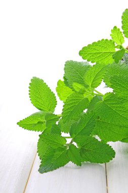 Yeşil nane yaprakları