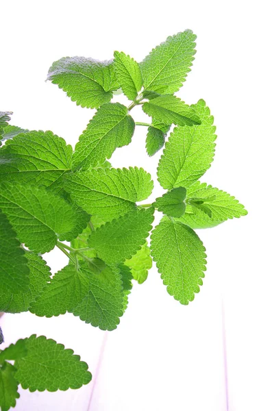 Green mint leaves — Stock Photo, Image