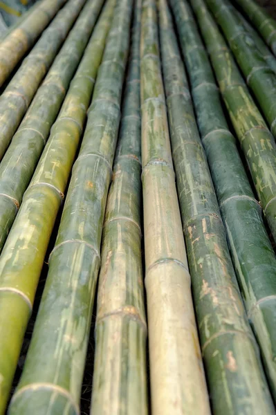 Fundo talos de bambu — Fotografia de Stock