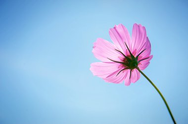 Mavi gökyüzü arka plan üzerinde pembe Cosmea