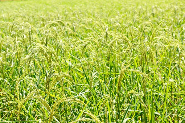 Green rice field plain
