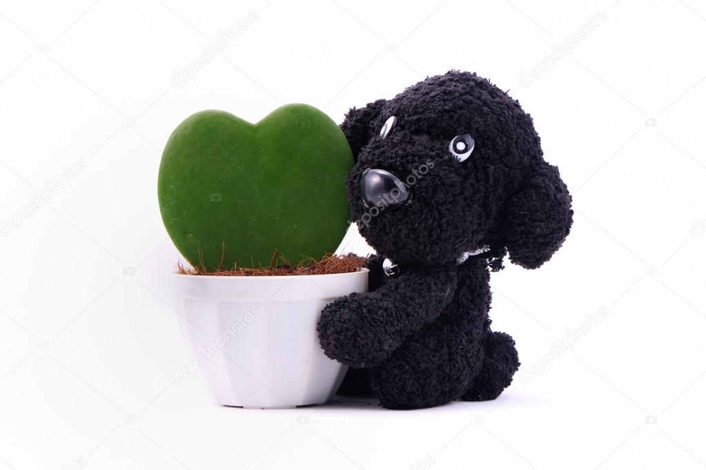 Heart-shaped plant in a flower pot with dog