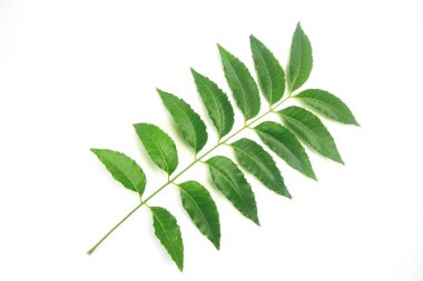 Tıbbi neem yaprağı beyaz arka planda izole edilmiş. Güneydoğu Asya 'da yeşil yaprak. Azadirachta indica var. siamensis valeton. 