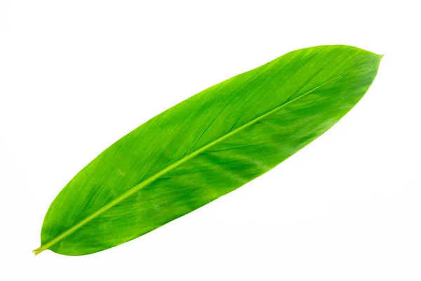 Feuille Verte Gingembre Fraîche Isolée Sur Fond Blanc Gingembre Est — Photo