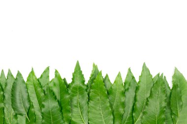 Medikal neem yaprağı alt sınırı beyaz arka planda izole edilmiş. Güneydoğu Asya 'da yeşil yaprak. Azadirachta indica var. Siamensis Valeton. Neem yaprakları yiyecek ve bitkisel ilaçtır..