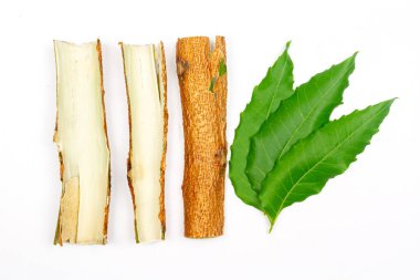 Medicinal Neem ağaç kabuğu ve beyaz arka planda izole edilmiş yaprak. Güneydoğu Asya 'da yeşil yaprak. Azadirachta indica var. Siamensis Valeton. Neem yaprakları yiyecek ve bitkisel ilaçtır..