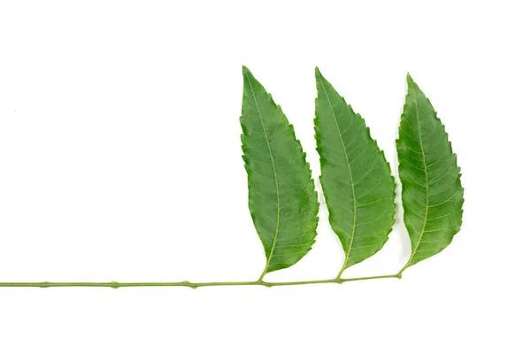Tıbbi neem yaprağı beyaz arka planda izole edilmiş. Güneydoğu Asya 'da yeşil yaprak. Azadirachta indica var. Siamensis Valeton. Neem yaprakları yiyecek ve bitkisel ilaçtır..