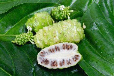 Noni meyvesi veya Morinda Citrifolia yeşil noni yaprağı arka planında dilimlenmiş.