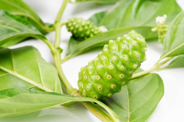 Noni meyvesi veya Morinda Citrifolia ve beyaz arka planda izole edilmiş dal.