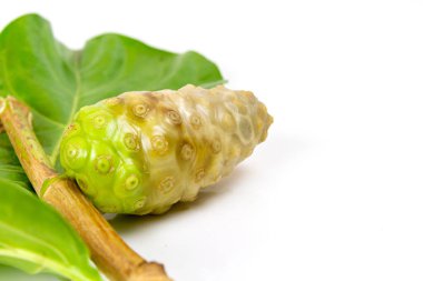 Olgun Noni meyvesi ve beyaz arka planda soyutlanmış dal.