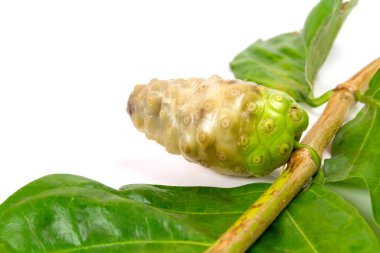 Olgun Noni meyvesi ve beyaz arka planda soyutlanmış dal.