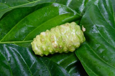 Yeşil yapraklı Noni meyvesi veya Morinda Citrifolia.