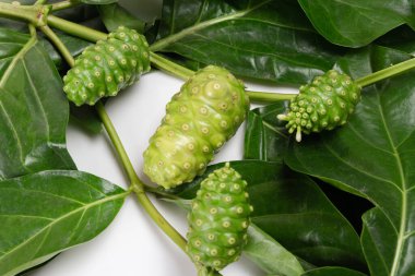 Noni meyvesi veya Morinda Citrifolia ve beyaz arka planda izole edilmiş dal. 