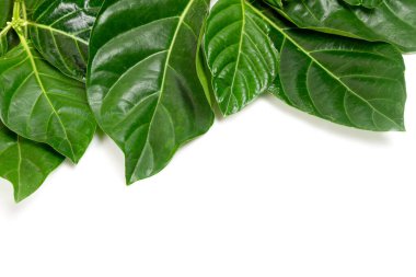 Beyaz arka planda Noni ya da Morinda Citrifolia yeşil yaprağı var. Noni yaprakları yüksek besin ve antioksidanlardır..