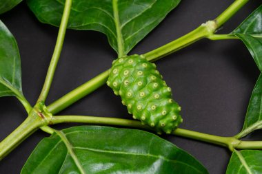 Tek Noni meyvesi veya Morinda Citrifolia ve siyah arkaplan dalı. 