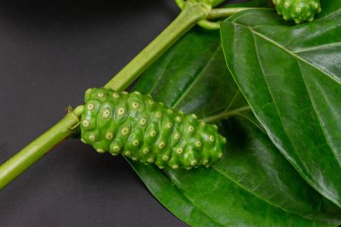 Tek Noni meyvesi veya Morinda Citrifolia ve siyah arkaplan dalı. 