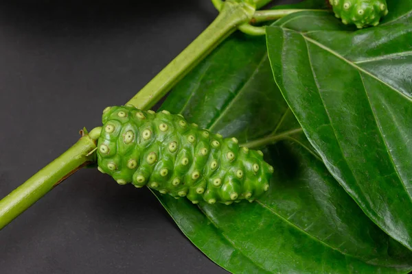 Tek Noni meyvesi veya Morinda Citrifolia ve siyah arkaplan dalı. 