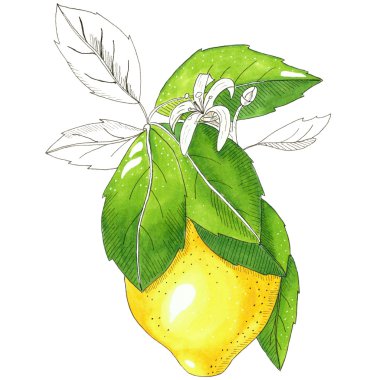 Limon - elle çizilmiş