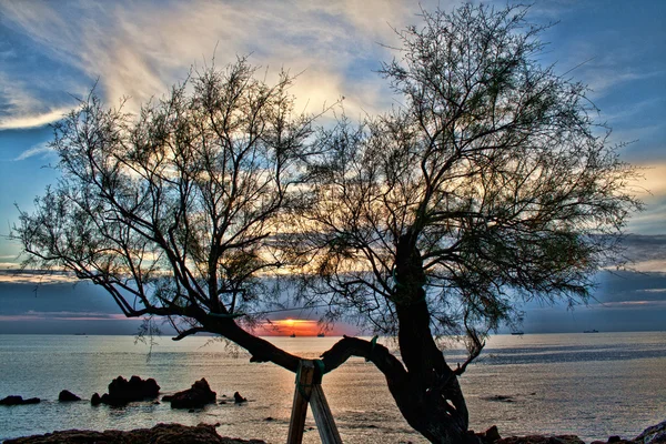 Sonnenuntergang durch einen Baum — Stockfoto