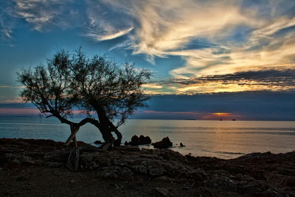 Ağaç ve gün batımı — Stok fotoğraf