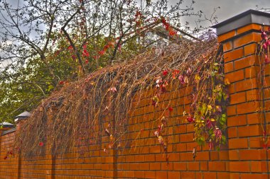 Kuru üzüm dalları kırmızı tuğlalı bir çitin üzerinde sicim.