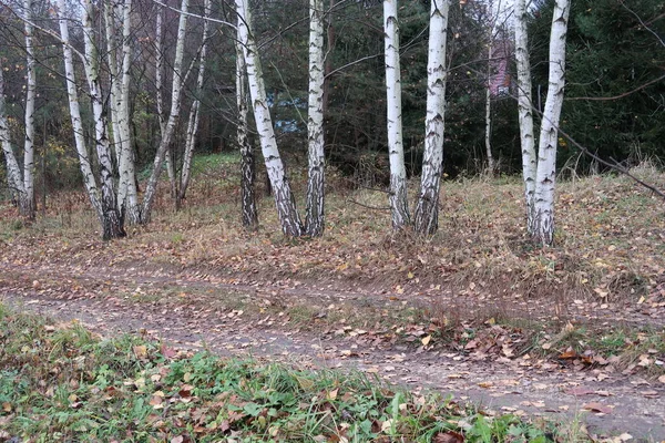 Strada Campagna Lungo Vicolo Betulla Erba Autunnale — Foto Stock