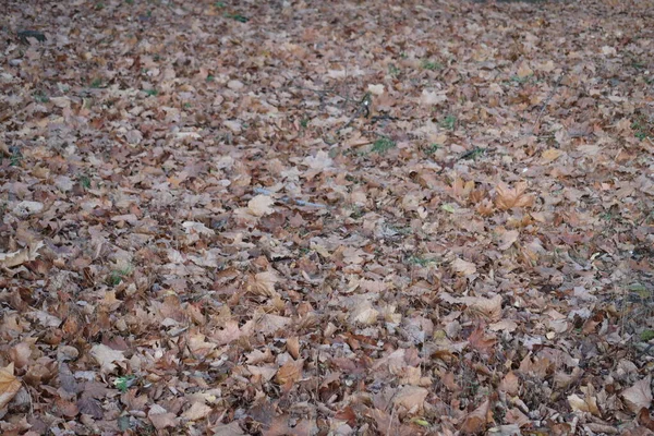 Copertina Densa Foglie Marroni Cadute Fondo Autunnale Fine Autunno — Foto Stock