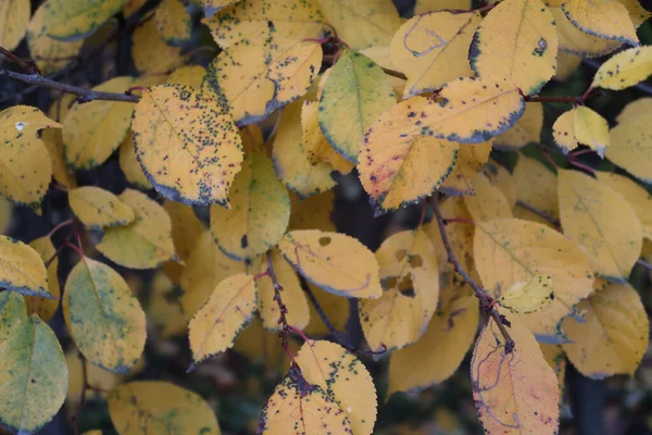 Geelachtige Bladeren Een Tak Diepe Herfst Herfst Achtergrond — Stockfoto