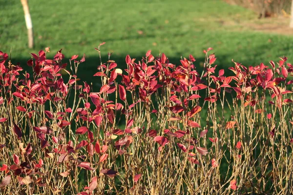 Borstels Met Rode Bladeren Een Gazon Achtergrond Park Late Herfst — Stockfoto